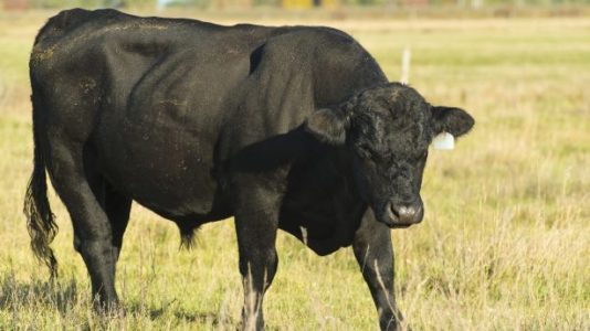 Utah trial scheduled for Colorado man accused in cattle case