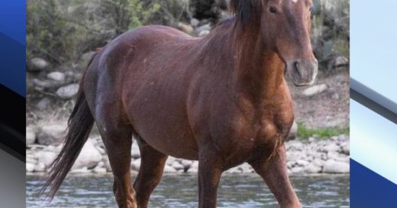Nevada officials quarantine horse, warn of virus