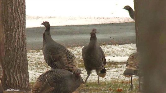 ‘Nuisance’ wild turkeys rounded up in northern Utah