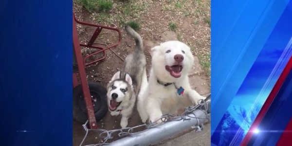 Dogs sent to rescue group after Utah boy’s hand bitten off