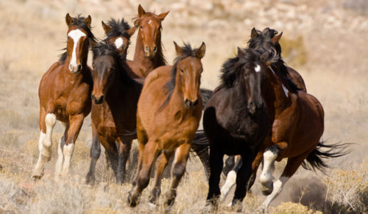 Wanted: More pastures for West’s overpopulated wild horses