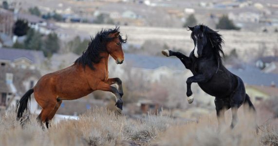 Some horse advocates buck at new plan to save wild mustangs