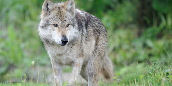 Scientists find flaws in plan to lift US wolf protections