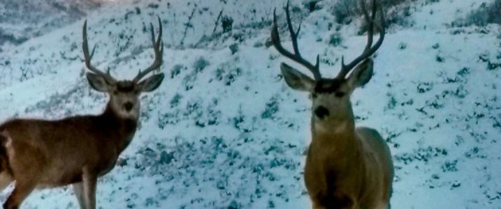 More than 30 dead deer found near landfill in Utah