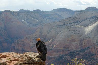 Endangered condor may have hatched in Zion National Park