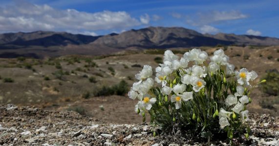More protection sought for rare poppy found in southern Utah