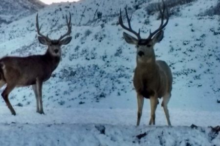 30 dead deer found at Utah landfill starved, died of disease