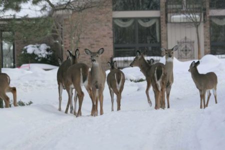 Provo, other cities to stop relocating wandering deer