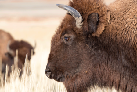 Hiker seriously hurt by bison, authorities say