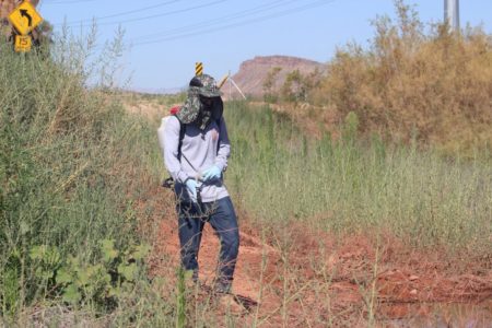 Wet spring means a bad summer for mosquitoes in Utah County
