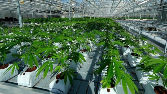 Correction: Medical Marijuana-Utah story