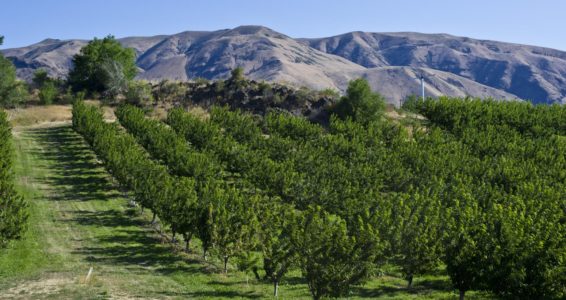 Washington state cherry harvest avoids anticipated delay