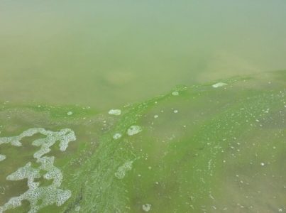 Toxic algal bloom spotted on Utah Lake, a first for 2019