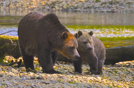 Group wants grizzly bears restored to more US states