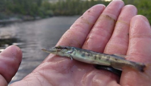 Tiger muskies released into Arizona lake in bass plan