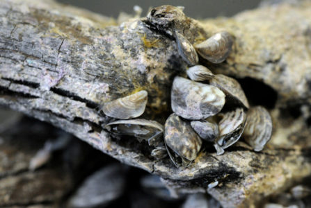 Samples of quagga mussels embedded on a salt cedar root found at the shoreline of Lake Havasu in 2007 photographed at The Bureau of Reclamation's Engineering and Research Laboratory  in Lakewood Tuesday morning, July 20th 2010. Researchers at the lab believe that they may be able to help stop the invasive spread of quagga and zebra mussels, which are costing hydropower and water providers millions.  Andy Cross,  The Denver Post