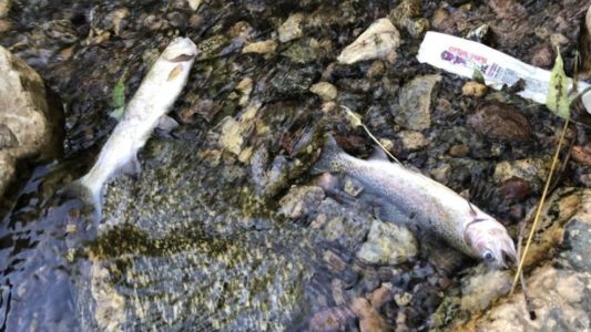 Officials investigating cause of fish deaths in Utah creek