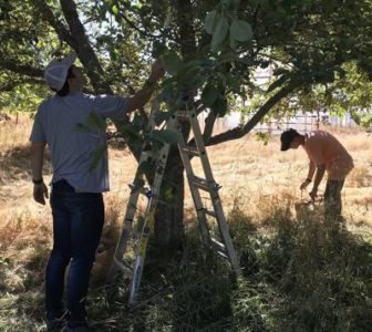 Volunteers launching fruit-picking project in Logan