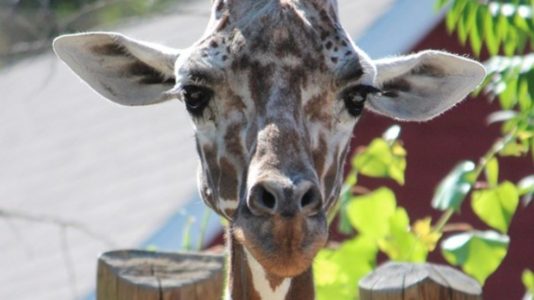 Giraffe euthanized at Utah zoo after battling health issues