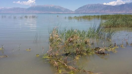 Utah beach closes due to harmful algae, health concerns