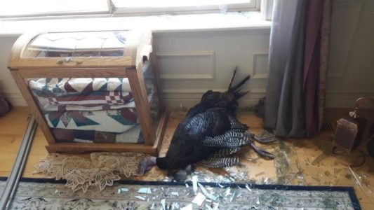 Wild turkey dies after breaking into Utah home