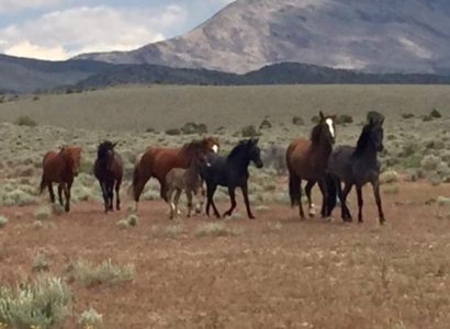 Feds aim to corral 800 wild horses from eastern Nevada range