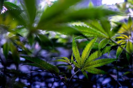 Marijuana companies protest Utah’s medical pot grower picks