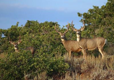 Illegally Killed Animals Decreases In Utah