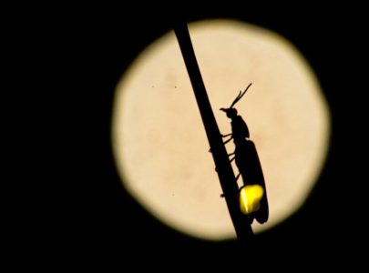 Housing project threatens rare fireflies on Utah farm