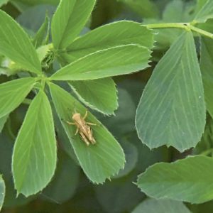 Researchers ask public to send photos of insects on alfalfa