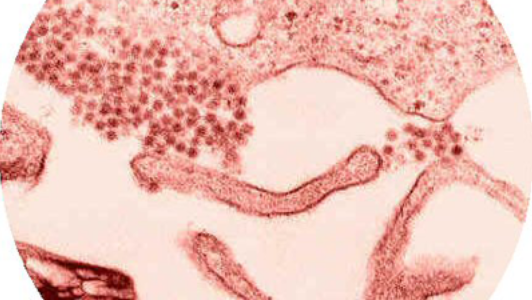 Mosquitoes with West Nile virus found in central Utah