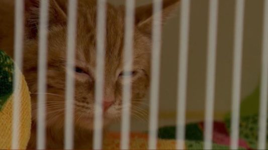 Gas euthanasia at Wyoming animal shelter protested