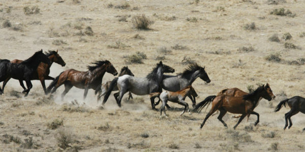 Lethal measures off table for controlling wild horse herds