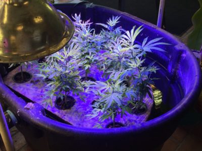 Utah picks 8 growers for medical marijuana program
