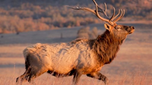 Arizona Game and Fish hope to stave off elk and deer disease