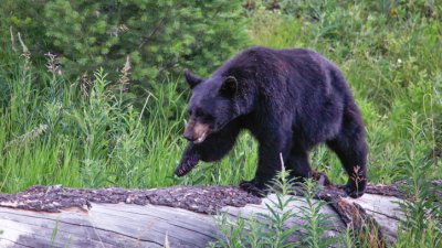 Bear that bit 13-year-old Utah boy found and euthanized