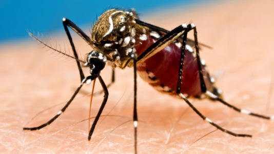 1st human case of West Nile virus in Salt Lake County found