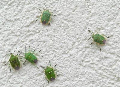 Utah residents report hundreds of stink bugs at gas station