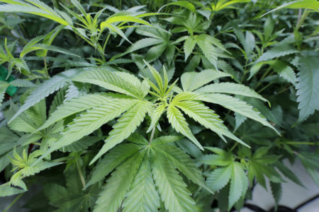 Poll Shows Support For Legalizing Recreational Marijuana In Utah