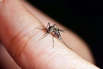 West Nile Virus detected in body of water in northern Utah