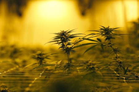 3 rejected medical marijuana growers push appeals in Utah