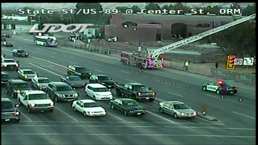 Utah police use sirens to drive bear up tree for relocation