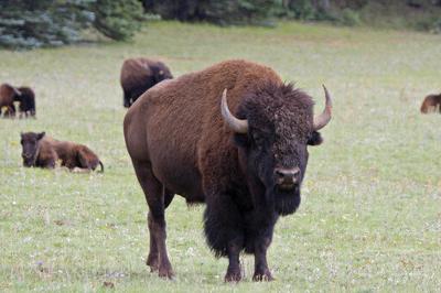 31 bison from Grand Canyon sent to Oklahoma tribe