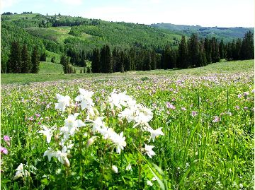 Heber-Kamas Ranger District To Conduct Prescribed Burn In Upper Provo River Area Wednesday