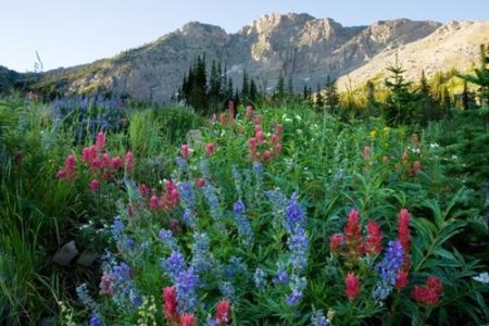 Uinta-Wasatch-Cache National Forest Facilities Update