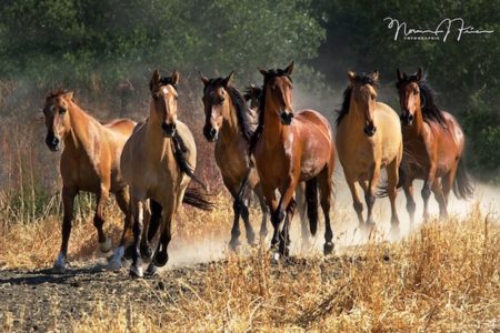 Controversial wild horse plan headed to Senate floor