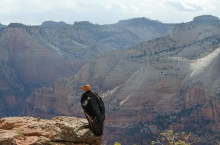 Condor chick makes 1st flight attempt from Utah cliff