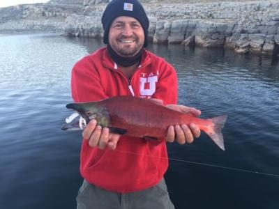 Fluorescent red Kokanee Salmon on display as they spawn