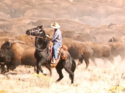 Utah holding annual bison roundup on Great Salt Lake island