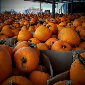 Statewide pumpkin suppliers face shortage after Utah freeze